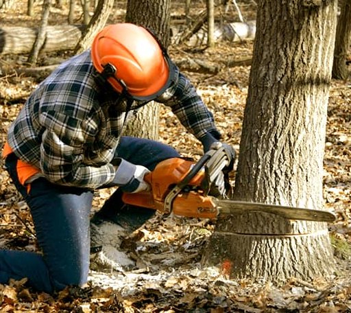 Tree Removal in Pleasant Hill, OH
